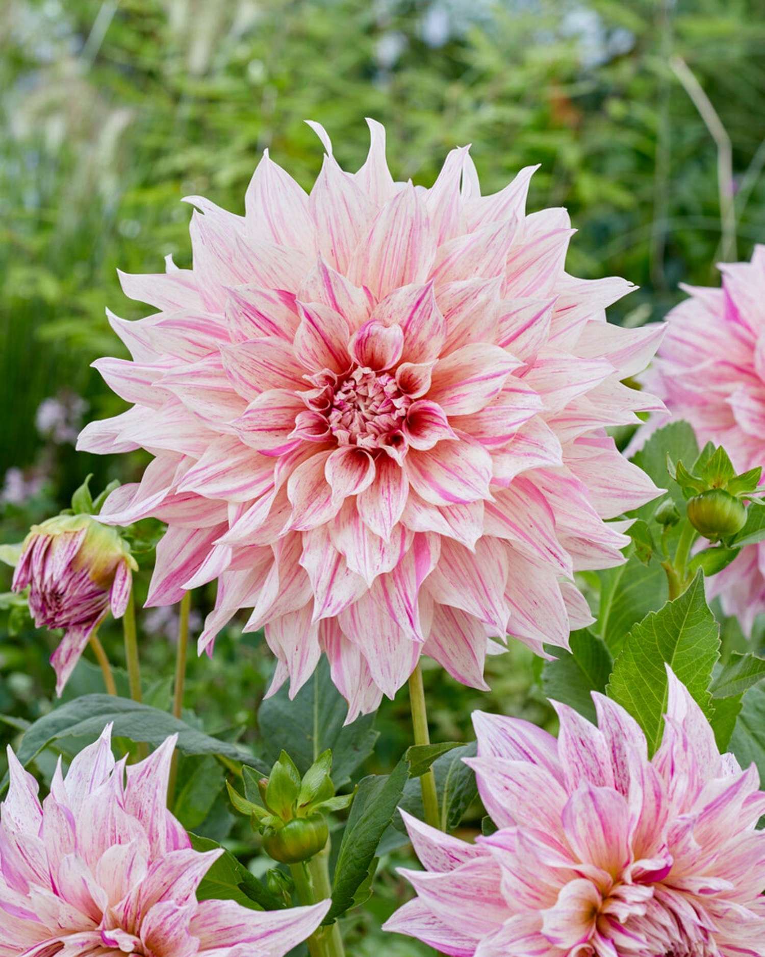 Dahlie 'Cafe au Lait Twist'